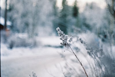 Hope's Longing